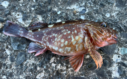 カサゴの釣果