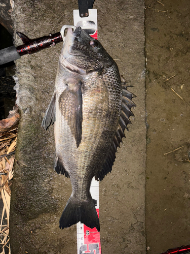 クロダイの釣果