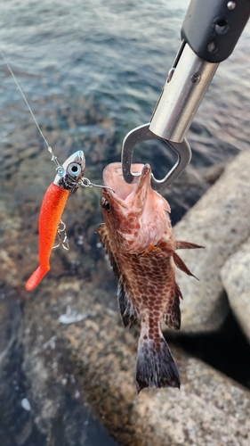 オオモンハタの釣果