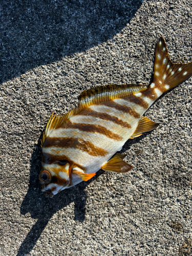 タカノハダイの釣果