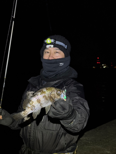 メバルの釣果