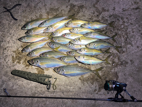 アジの釣果