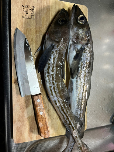 スケトウダラの釣果