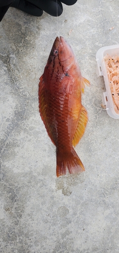 アカササノハベラの釣果