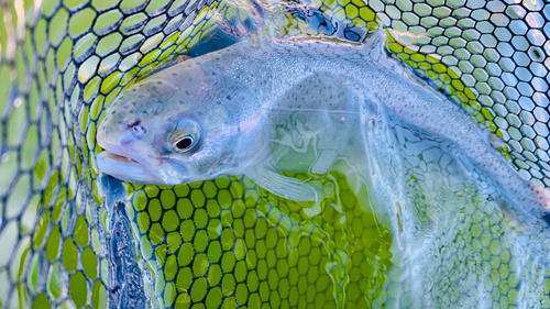 ニジマスの釣果