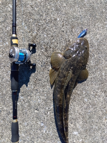 マゴチの釣果