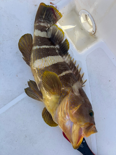 シロアマダイの釣果