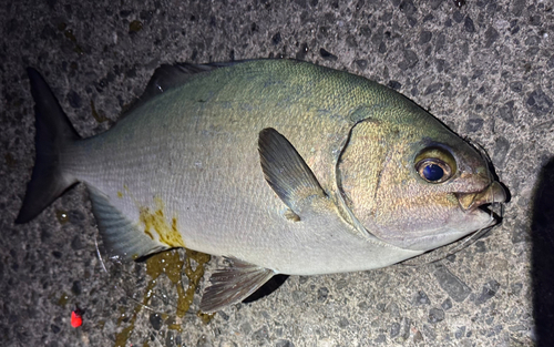 イスズミの釣果