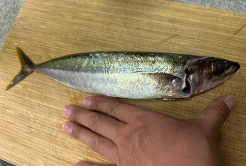 ムロアジの釣果