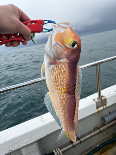 アマダイの釣果