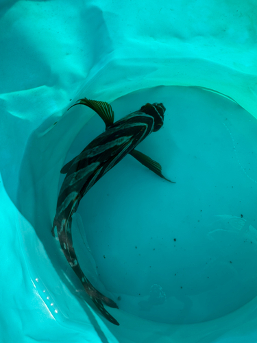 タカノハダイの釣果