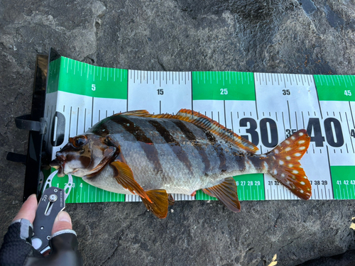 タカノハダイの釣果