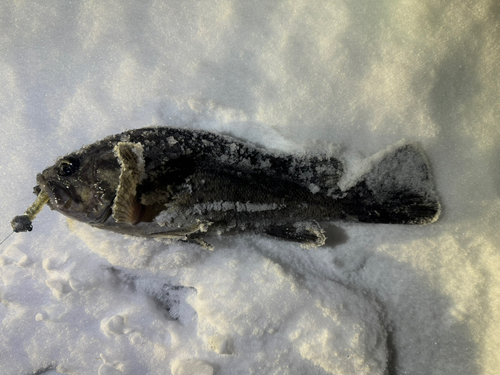 コマイの釣果