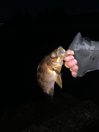 アカメバルの釣果