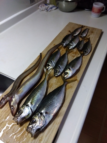 アジの釣果