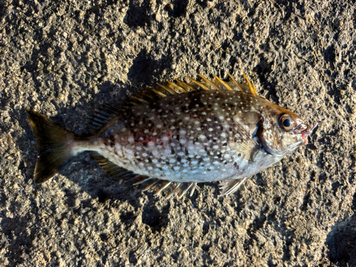 アイゴの釣果