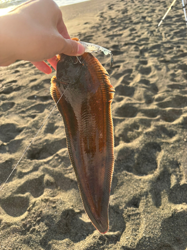 シタビラメの釣果