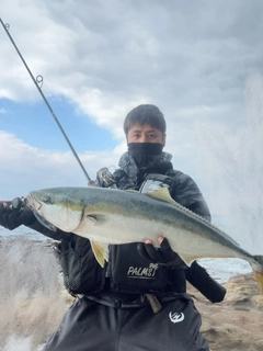 ブリの釣果