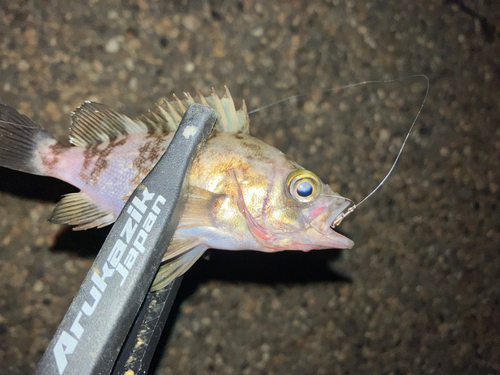 メバルの釣果