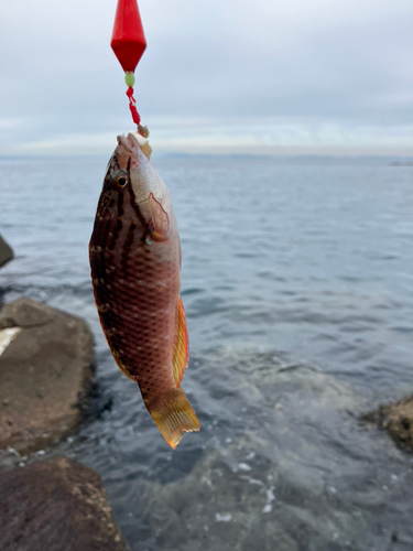 アカササノハベラの釣果