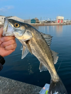 ハネ（マルスズキ）の釣果