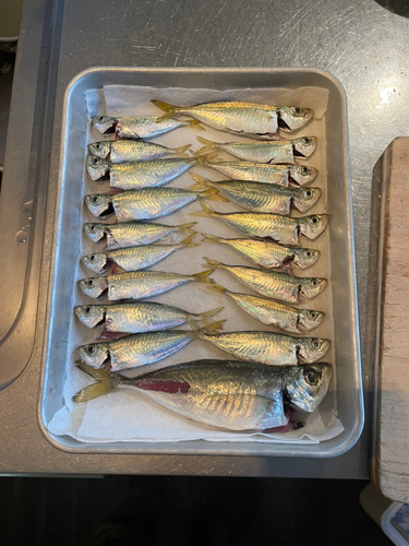 アジの釣果