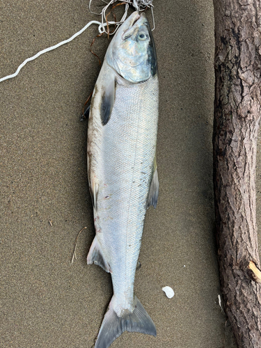 サケの釣果