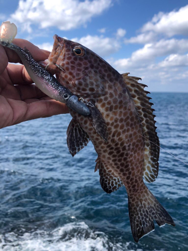 オオモンハタの釣果