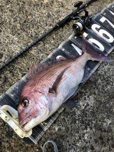 マダイの釣果