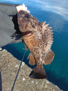 ムラソイの釣果