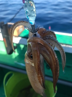 マルイカの釣果