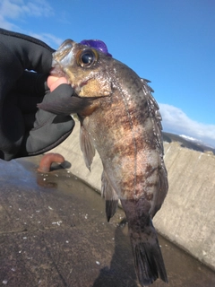 クロメバルの釣果