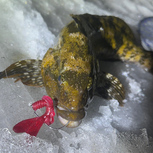 アイナメの釣果