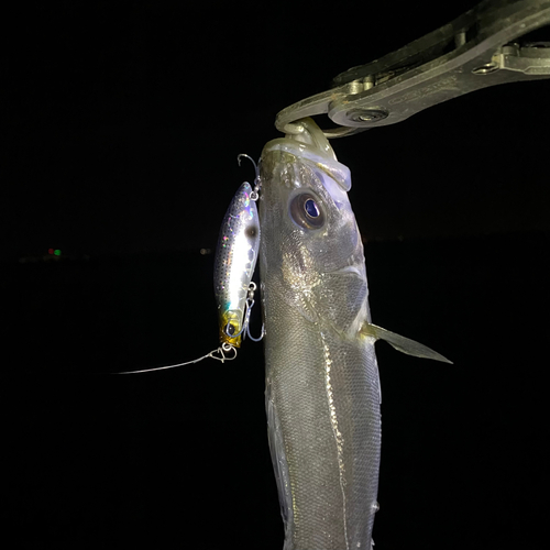 セイゴ（マルスズキ）の釣果