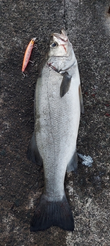 ヒラスズキの釣果