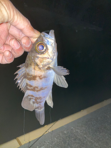 クロメバルの釣果