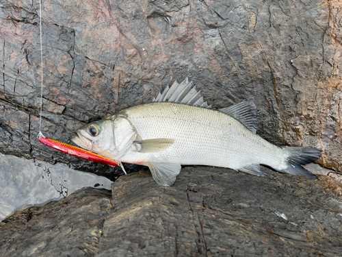 ヒラスズキの釣果