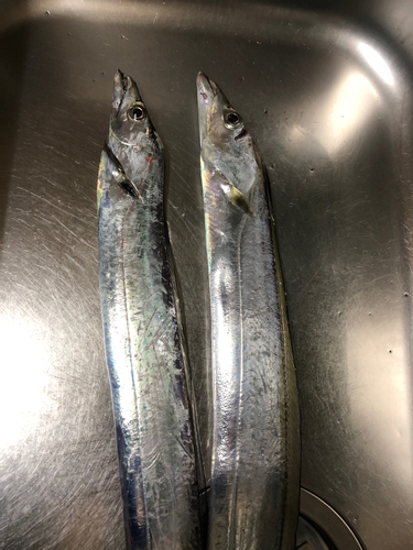 タチウオの釣果