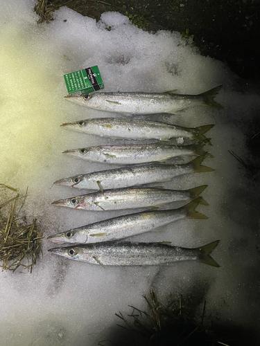 カマスの釣果