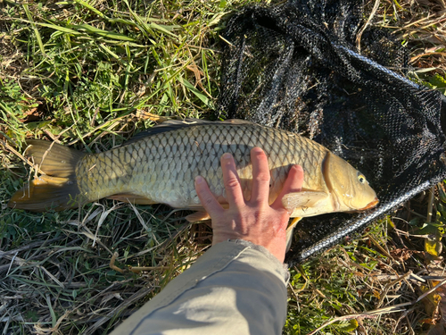 コイの釣果