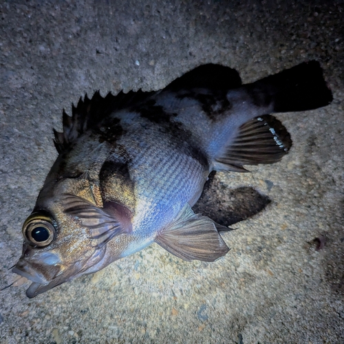 メバルの釣果