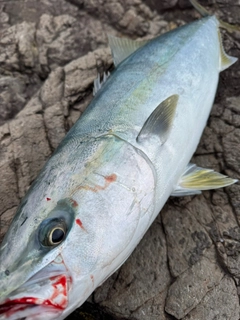 ブリの釣果