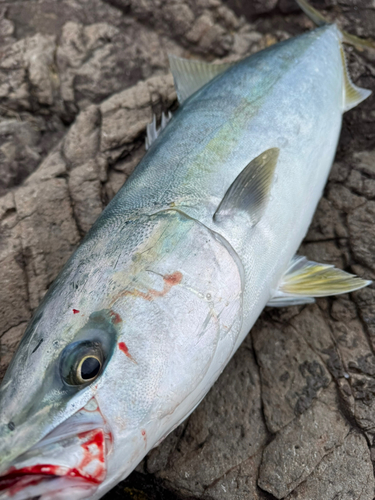 ブリの釣果