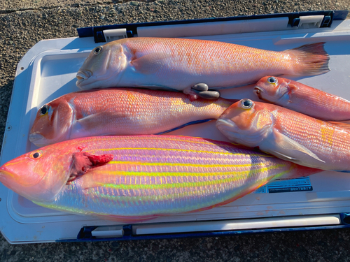 シロアマダイの釣果