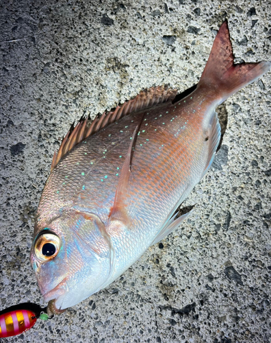 マダイの釣果