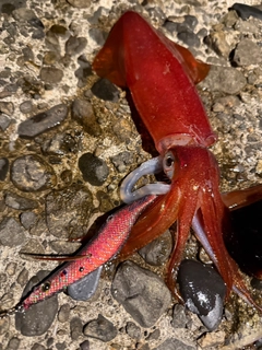 ケンサキイカの釣果