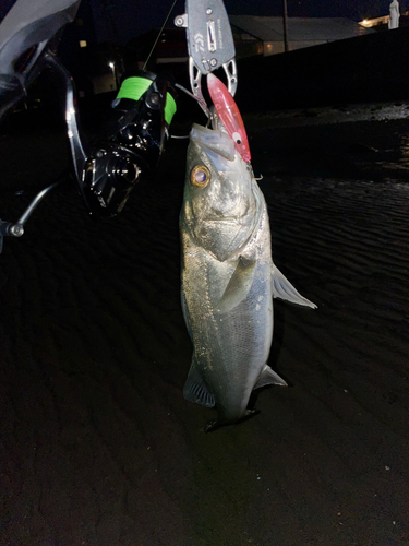 セイゴ（マルスズキ）の釣果