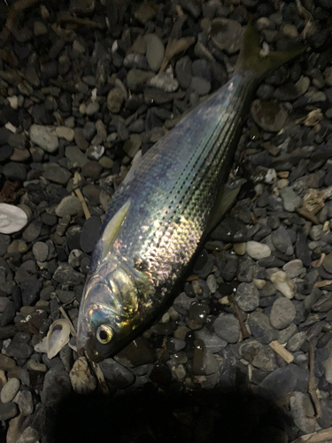 コノシロの釣果