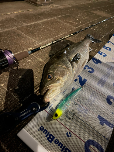 シーバスの釣果