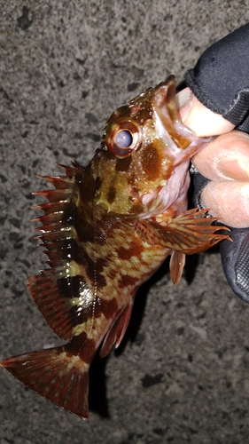 カサゴの釣果